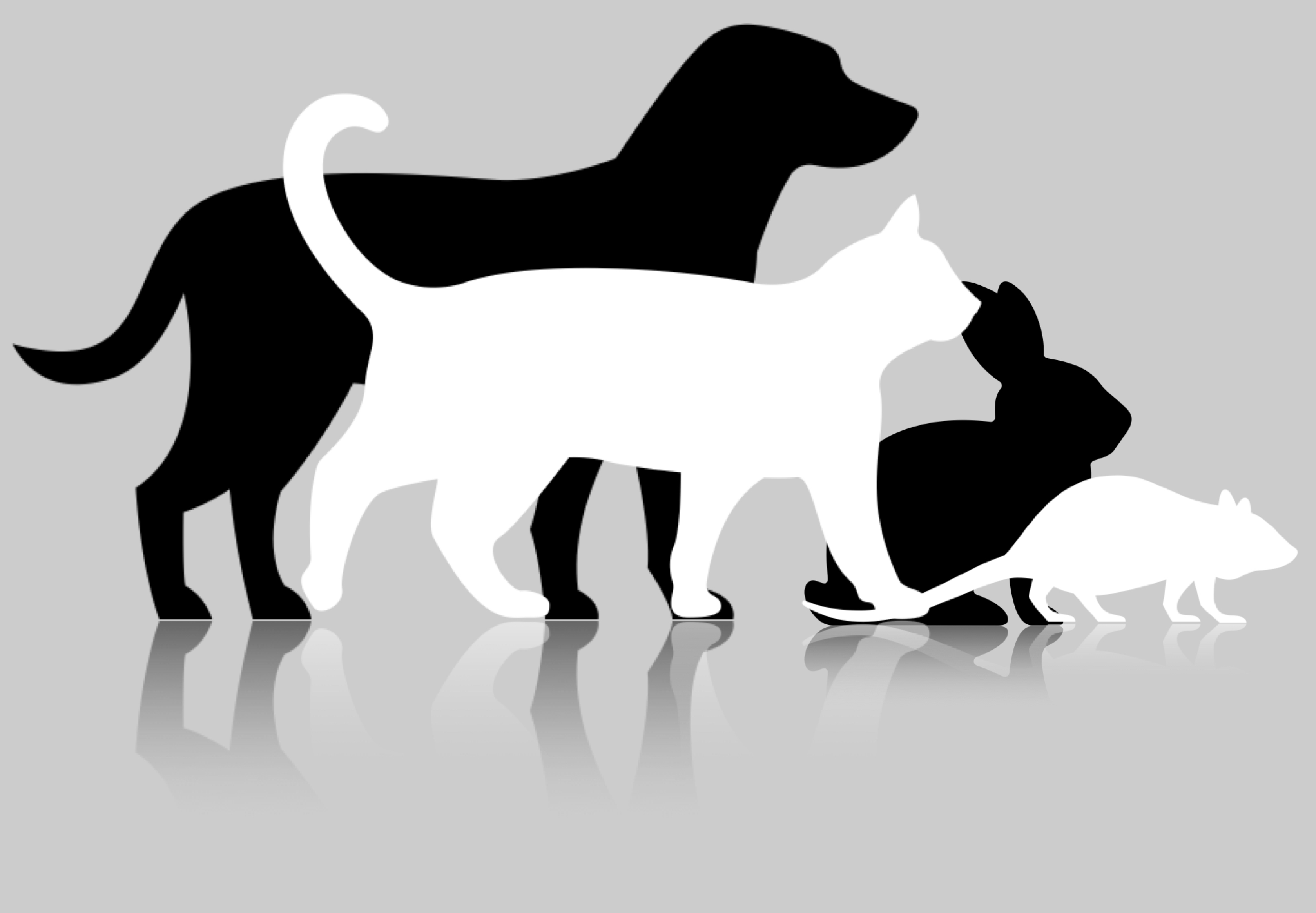 Logo De Kleine Franciscus; hond kat konijn en rat